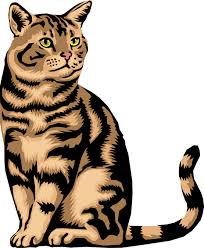 How to Choose and Care for a Cat
